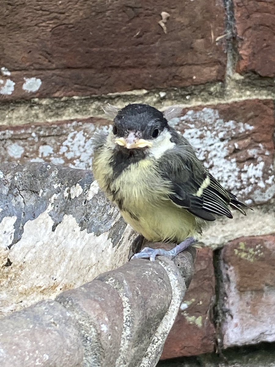 EmmaButlerPR's tweet photo. Joyous morning watching these little chaps fledge 😊 https://t.co/epke9RBAos