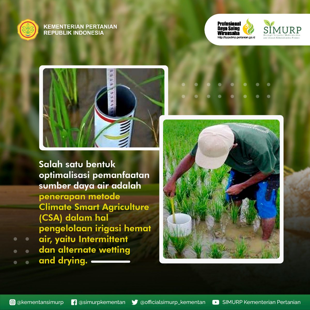 kementansimurp's tweet photo. #KawanSimurp, Optimalisasi pemanfaatan sumber daya air merupakan penerapan Climate Smart Agriculture juga lho! Diantaranya yaitu irigasi intermittent dan ailternate wetting and drying. 

#simurpkementan #simurp #kementan #pusluhtan #bertanimodern #csa #climatesmartagriculture https://t.co/duHQnHUakL