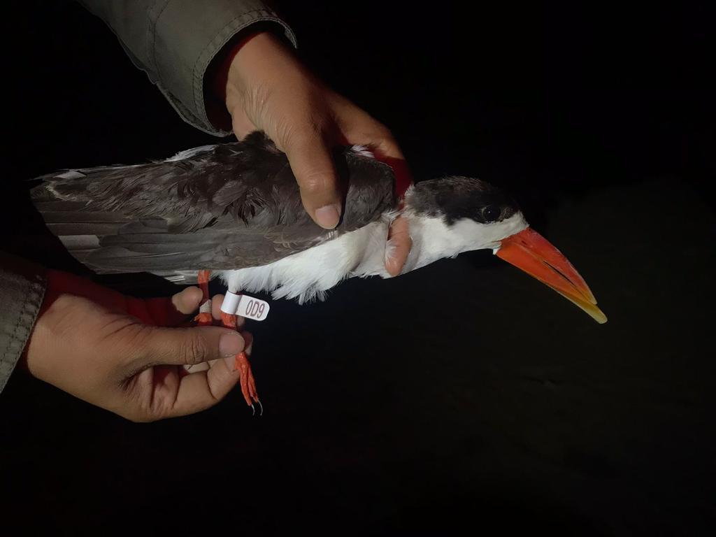 BNHSIndia's tweet photo. After two years of Covid lockdowns we have resumed the marking of adult skimmers at Chambal. We recaptured this individual which was marked at the same location in 2019, indicating strong site fidelity for the nesting sites and importance of conservation of this nesting habitat https://t.co/2YcZIJZxk8