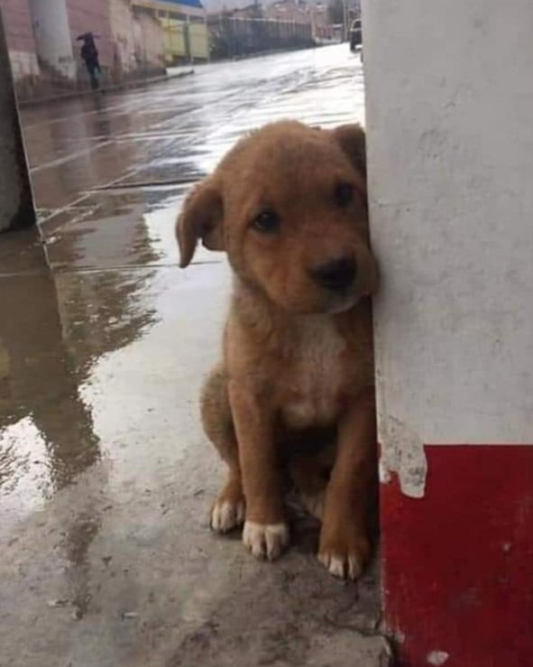 Nemaju svi tu sreću da imaju toplu kuću i redovne obroke...obraćam se onima koji hoće da kupe rasno štene...ljudi usvojite i spasite nekoj kuci život...biće vam mnogo  zahvalnija od kupljenog šteneta.