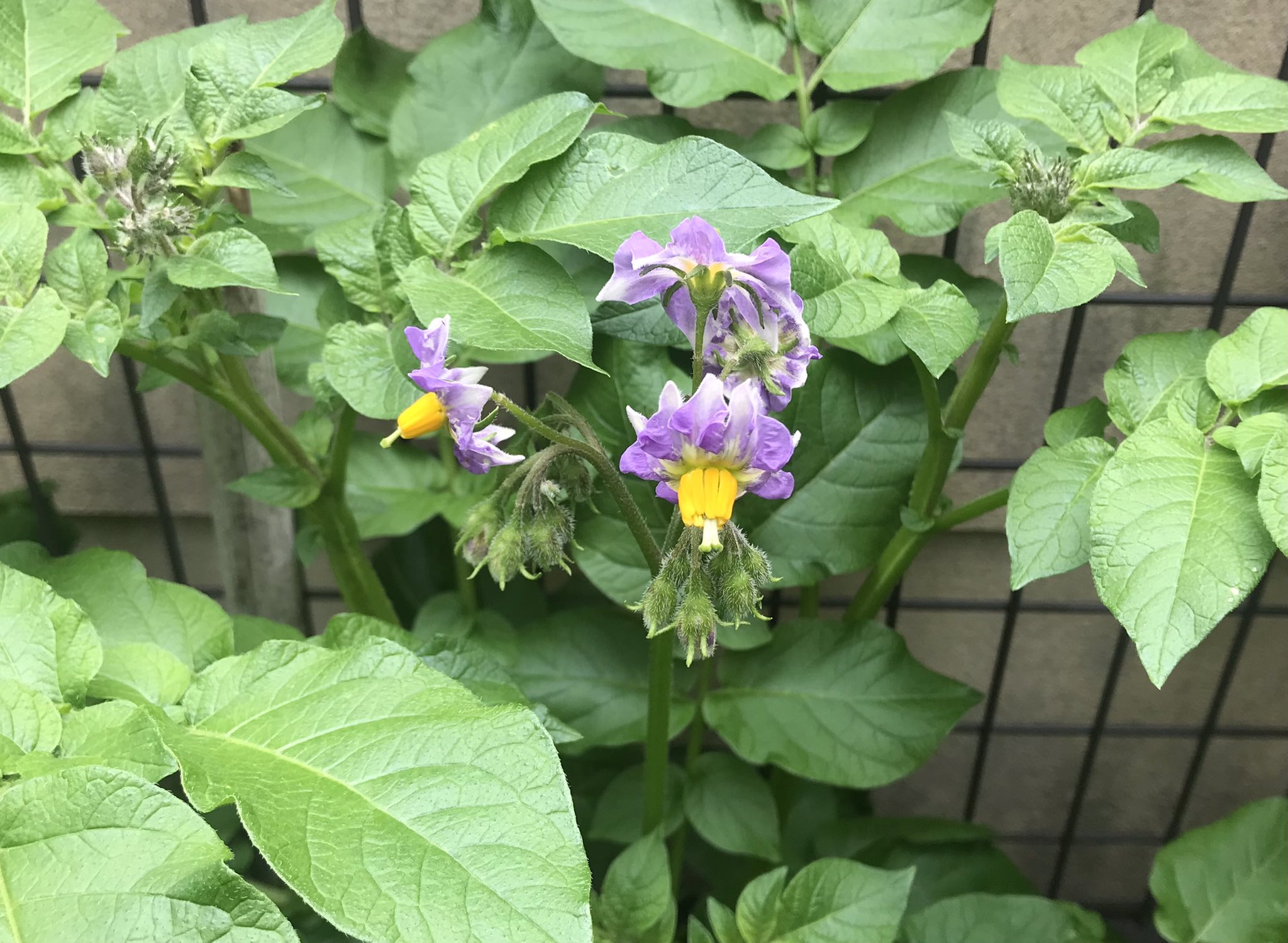 珠子 おいしいものを育てたい じゃがいもの花が開花してきたのに合わせて ２回目の追肥と増し土しました じゃがいもの花言葉は 慈善や慈愛 情け深い 昔 じゃがいもがヨーロッパの人々を何度も飢饉から救ったことが由来だそうです 大事に育て