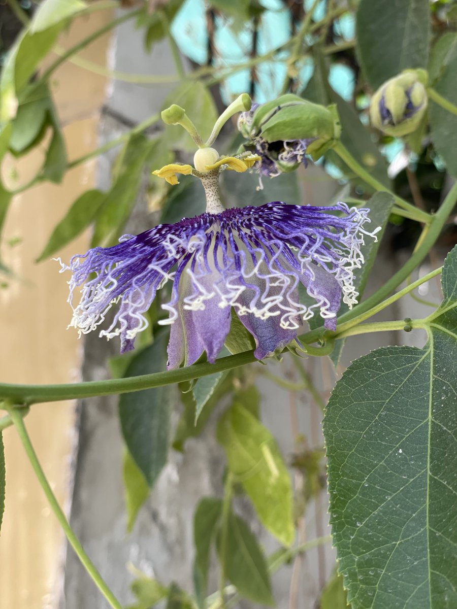 nivedita_bhasin's tweet photo. And I wonder why I see #Chevrons instead of #Serrations 
The #Avgeek in me….alive and kicking. 😅👩‍✈️✈️ 

But what matters is, the flowers are blooming again ❤️🌺❤️🌺❤️

These pretty ones are rightly called #PassionFlowers 💓 https://t.co/IHywVkAzb4
