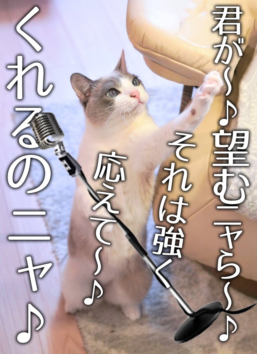 素晴らしい チャコ猫 購入専門です 様専用 sushitai.com.mx