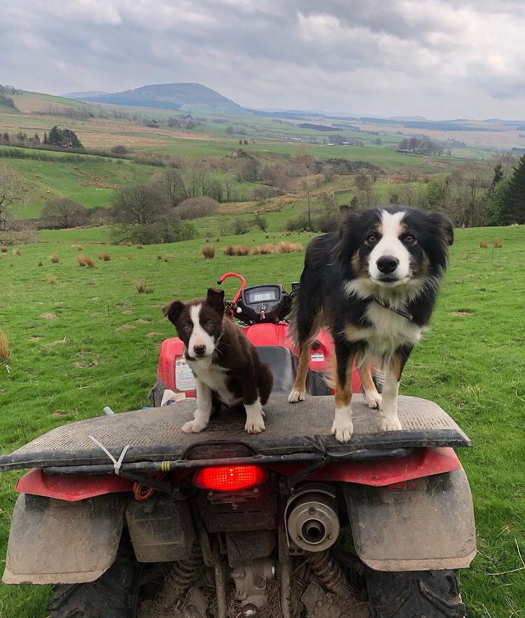 ruslandvalley's tweet image. While I’ve been lambing here Roy has been learning the ropes with Hector in the North Lakes.