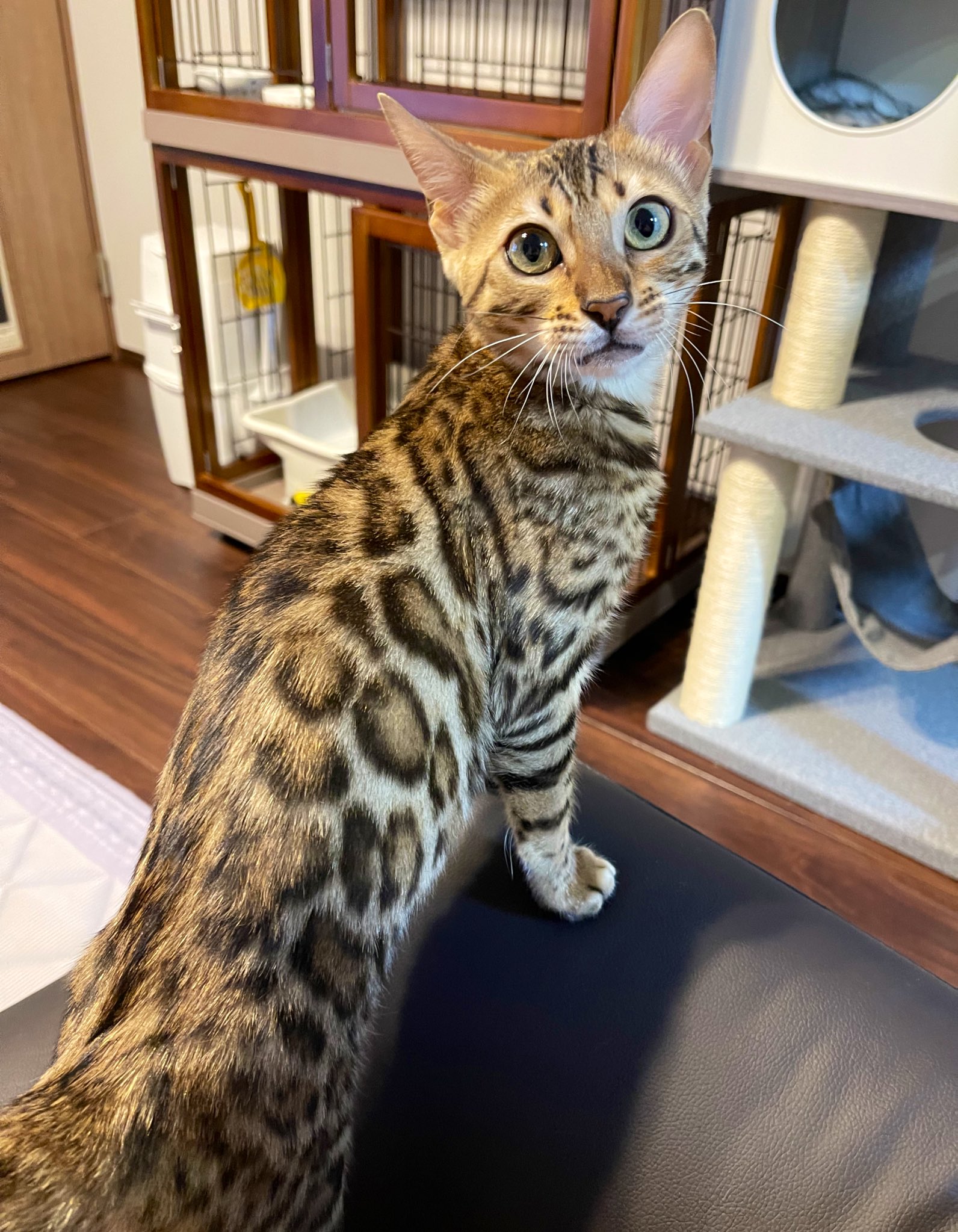 わさからしちみ いつだってカメラ目線 猫 ベンガル ベンガル猫 猫のいる暮らし 猫好きさんと繋がりたい 猫がいる幸せ T Co L5ickdrren Twitter