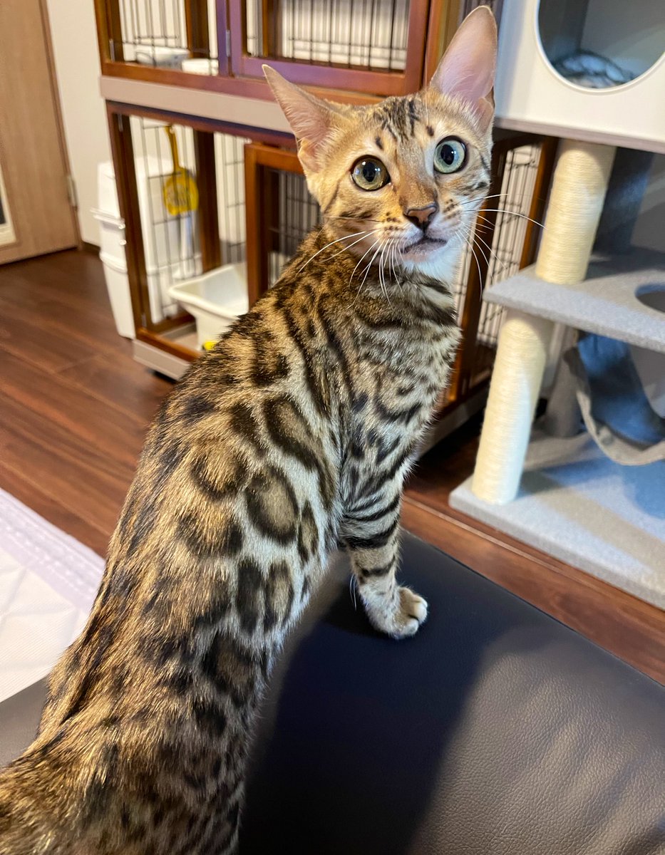 タグ ベンガル猫 の注目ツイート メガとんトラック