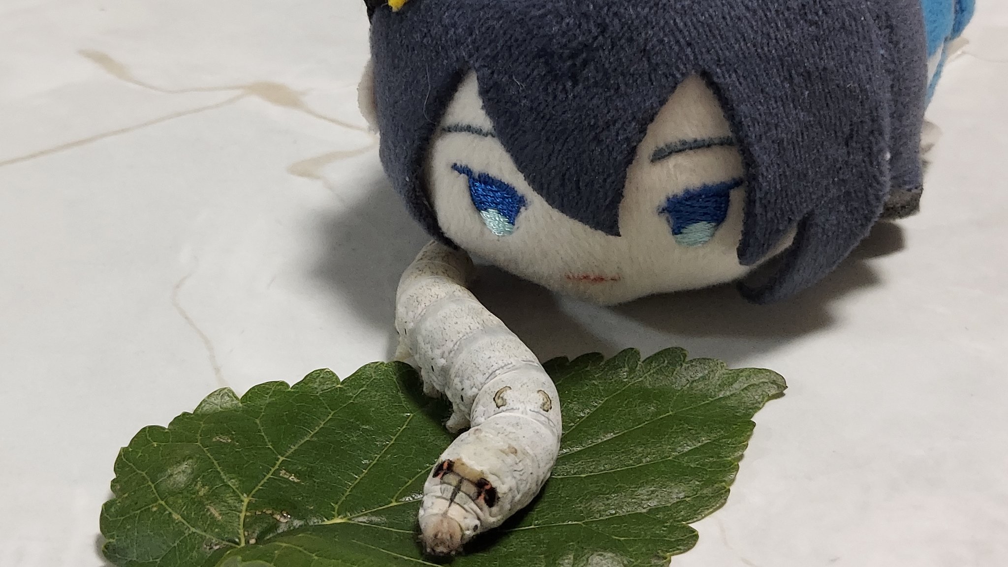 カイコガの小さなぬいぐるみ 刺繍羽・寝そべりver. カイコガの小さな