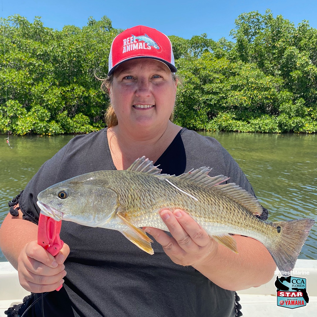 ccaflstar's tweet photo. WEST COAST TAGGED REDFISH ALERT! Today, 
@DukeEnergy
 Mariculture Center #TaggedRedfish, No. 2178, was caught near Tampa Bay! Since the #STAR2022 has not started yet but she was "REGISTERED" she wins a $1,000 Engel Coolers prize pack!  Visit https://t.co/ukuHNNQqeZ to sign up! https://t.co/NSCNYKfm7s
