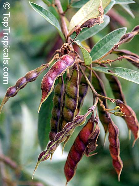 toptropicals's tweet photo. #Cajanus cajan - Pigeon Pea Bicolor Fuerte is the largest, strongest, most long lived, very productive shrub. It is popular food. Nutritious and wholesome, the green seeds (and pods) serve as vegetables.
This weekend specials - 30% OFF!
https://t.co/cWmdNMm1Bi
#SundayFunday https://t.co/fTyl9xMk0u