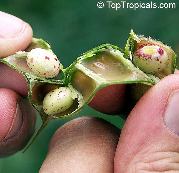 toptropicals's tweet photo. #Cajanus cajan - Pigeon Pea Bicolor Fuerte is the largest, strongest, most long lived, very productive shrub. It is popular food. Nutritious and wholesome, the green seeds (and pods) serve as vegetables.
This weekend specials - 30% OFF!
https://t.co/cWmdNMm1Bi
#SundayFunday https://t.co/fTyl9xMk0u