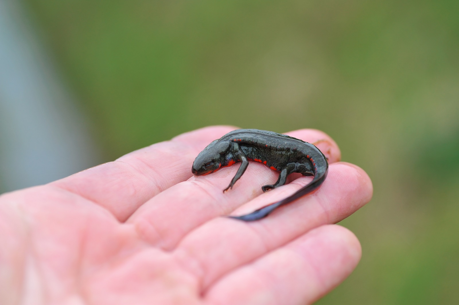 もも 繁殖期なので田んぼにはアカハライモリがたくさんいる 腹の斑紋はバリエーションが多いが 地域によっても斑紋の特徴パターンが違うのも面白い 5 15 T Co Wi27ivr97b Twitter