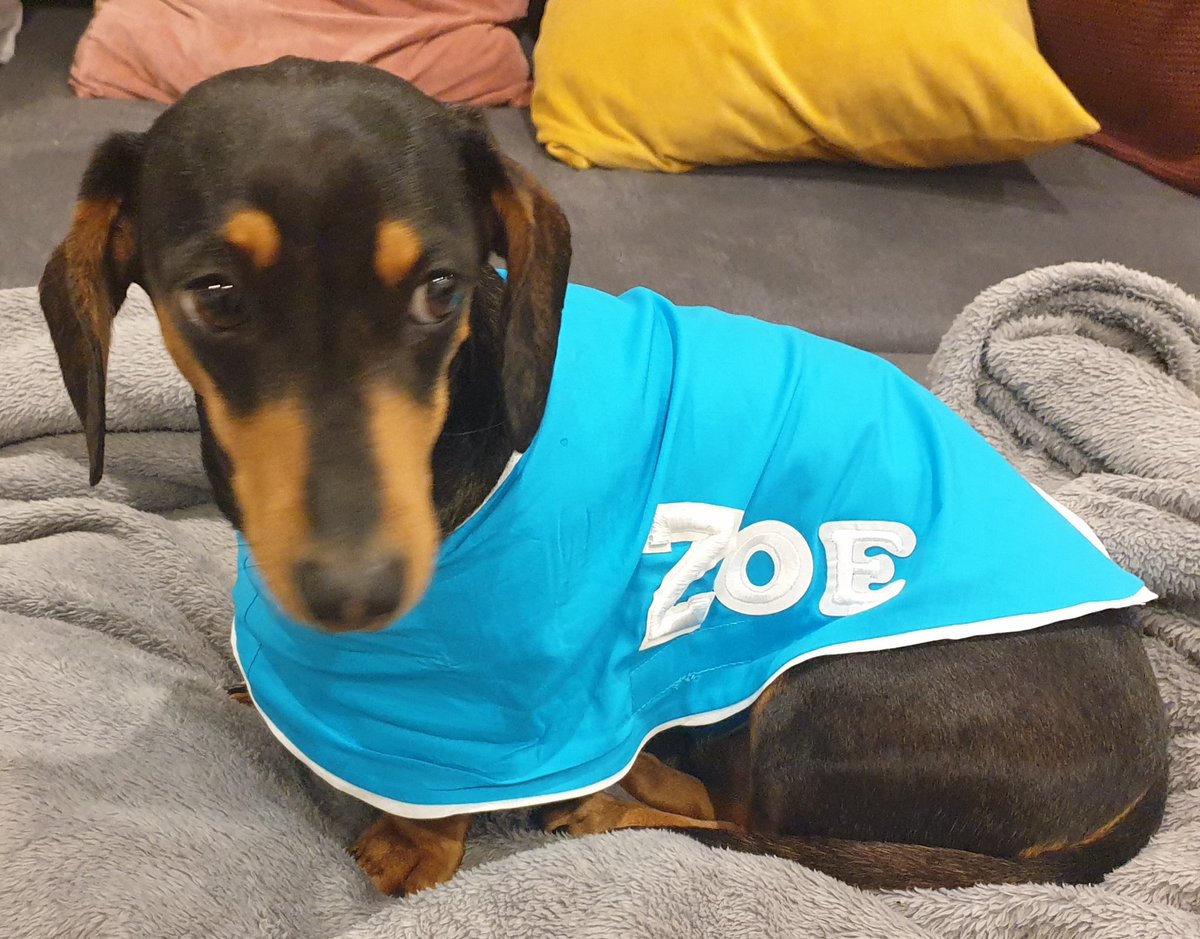 donmac23's tweet photo. @zdaniel volunteer team rocks. Thanks to some helpful members, Dash is looking forward to meeting lots of people on polling day and being the best dressed #democracysausage https://t.co/yHDntdVq5r