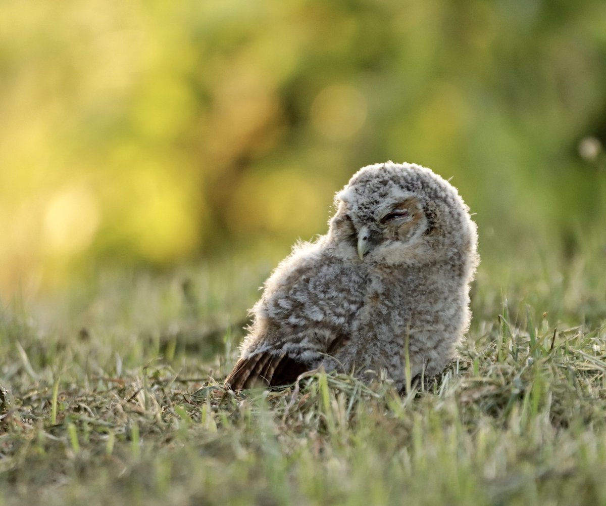 Tawny Owlet at the side of the road last night 

#TwitterNatureCommunity #owls #wildlifephotography #tawnyowlet #birds #BirdsSeenIn2022 #BBCWildlifePOTD <a href="/BBCSpringwatch/">BBC Springwatch</a>