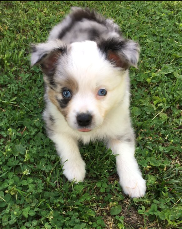 sb_did's tweet photo. A new family member. Ryleigh. https://t.co/yVPzNkWTSK