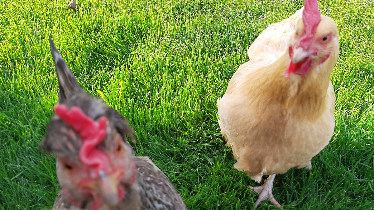 Free eggs today! #freeeggs