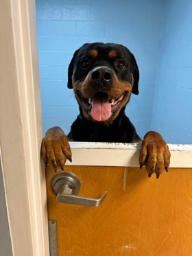 RottieHearts's tweet photo. Gorgeous RICHIE is about 20 months old and very dog and people friendly! Looking for his forever home! #rottweiler #AdoptDontShop #adoptable #dogsoftwitter #Adoptabledog #RescueDogs #rescuedog #Rescued #FostersSaveLives #Rottiepup #ArentICute #AdorableDog https://t.co/S2H4lHO2kL