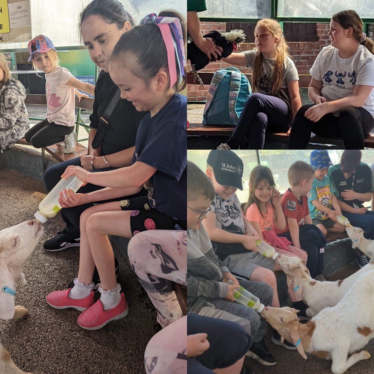 SJACNorthYouth's tweet photo. Badgers have been to Greenacres Animal Park learning about Animal Care as part of the Super Badger Programme. We met animals, fed baby goats, had a tractor ride and played on the park. Check out our photos below! Well done Badgers and thank you to our leaders for your hard work https://t.co/WwNT3GF4xV