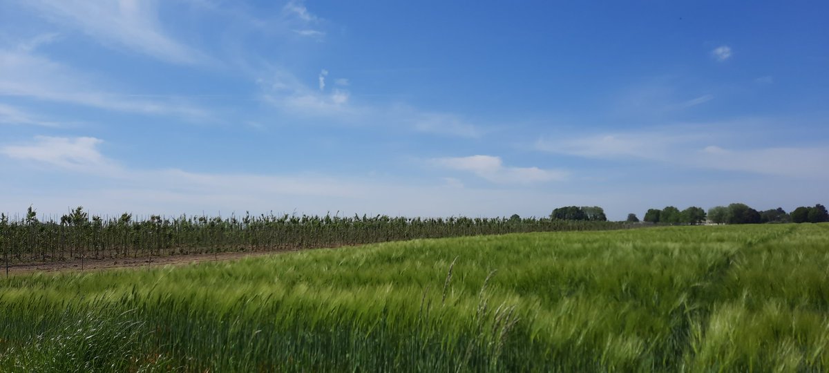 SamQuackelbeen's tweet photo. Extra vroeg vertrokken om hitte wat voor te zijn, maar de wind haalde me snel in. https://t.co/lu5eMG0A3W