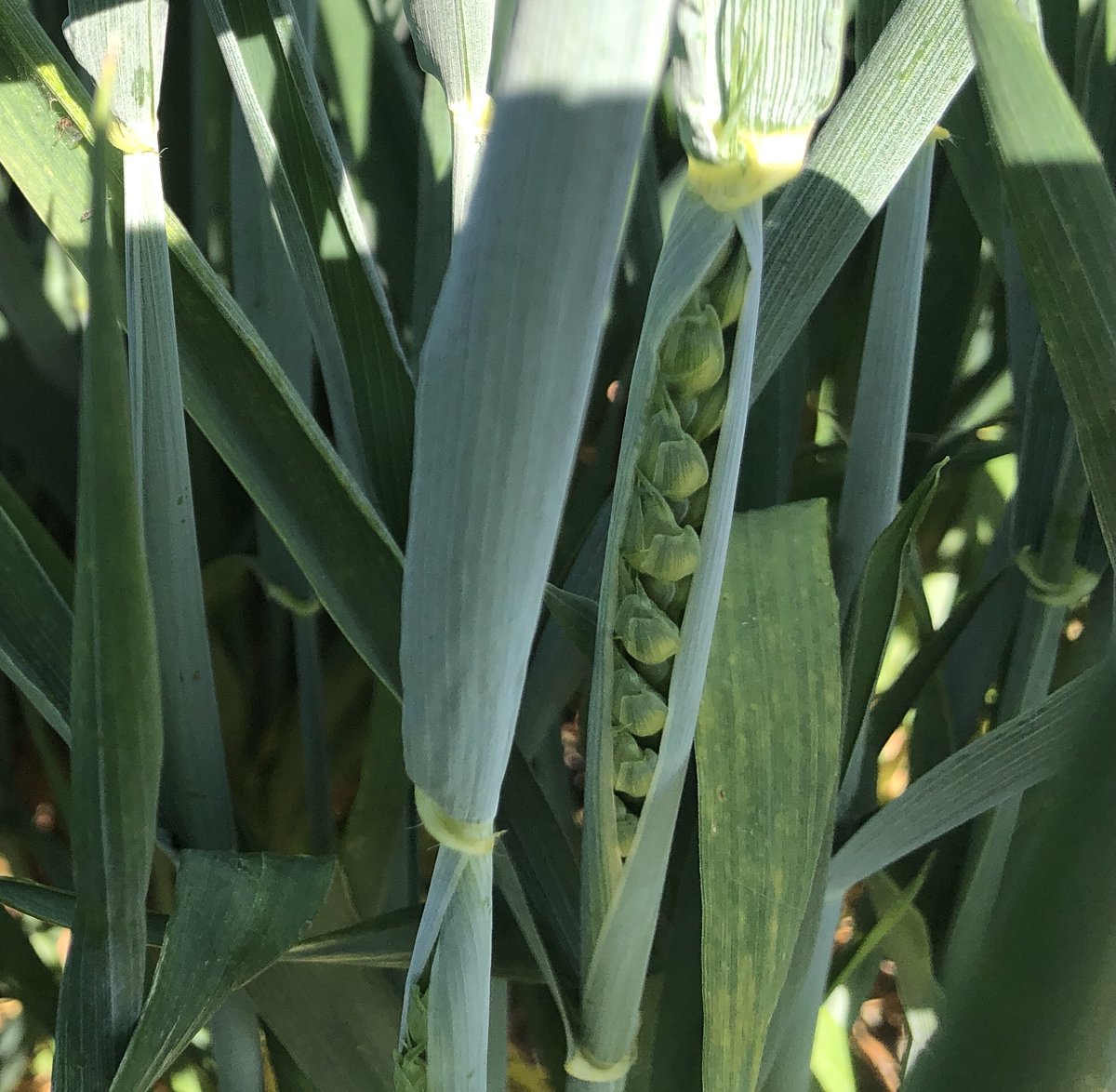 De eerste tarwearen zijn er al (Calgary). Vroeg dit jaar.