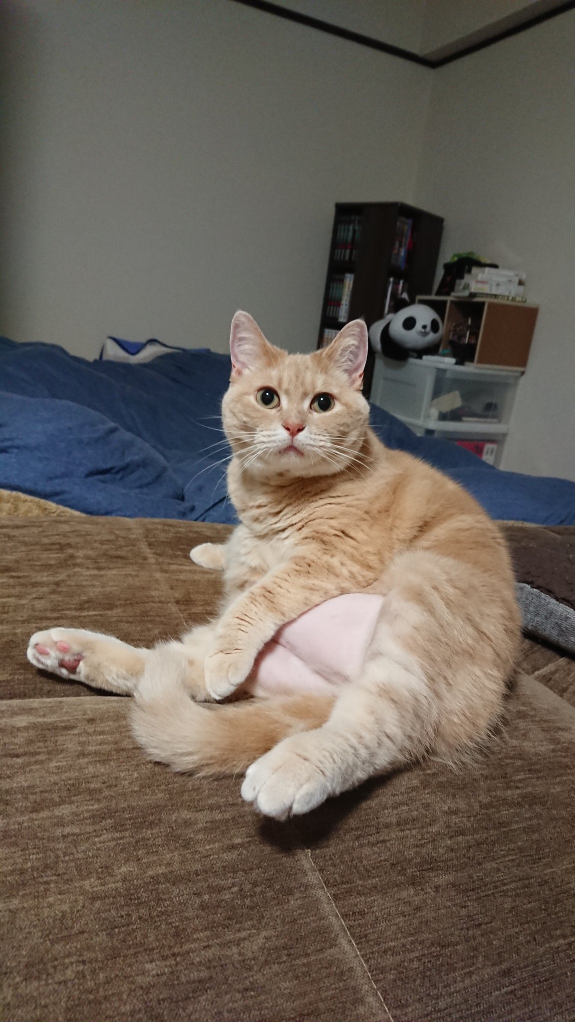 تويتر のーりん على تويتر 夢さんお腹パンパン T Co Jzdghh0i1c