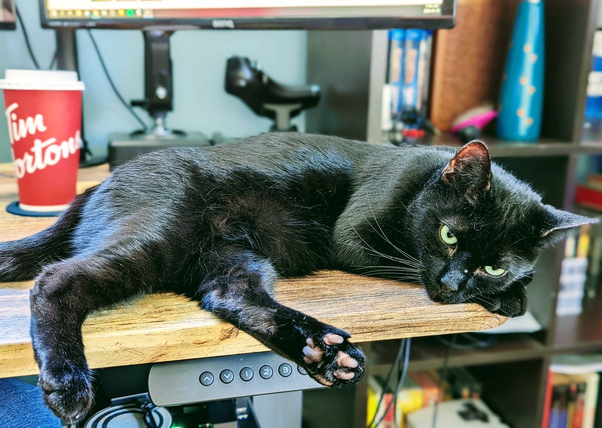 Anthro64's tweet photo. Ralph has made himself comfortable while I get some editing done.

#CatsOfTwitter #coeditor https://t.co/6eEbZ9za5U