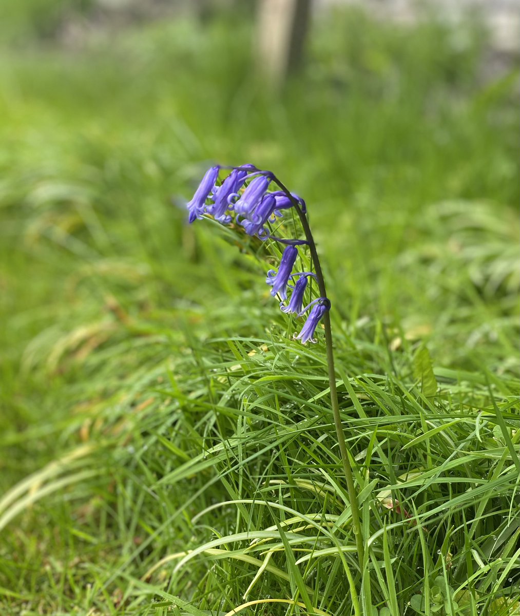 SunshineScot's tweet photo. The first few days after treatment can be a wee bit of a slog. Being outside in nature definitely helps (as do my new anti nausea meds). #NatureIsNurture #FocusingOnNoticing #DistractionTherapy https://t.co/fcHp40jEnd