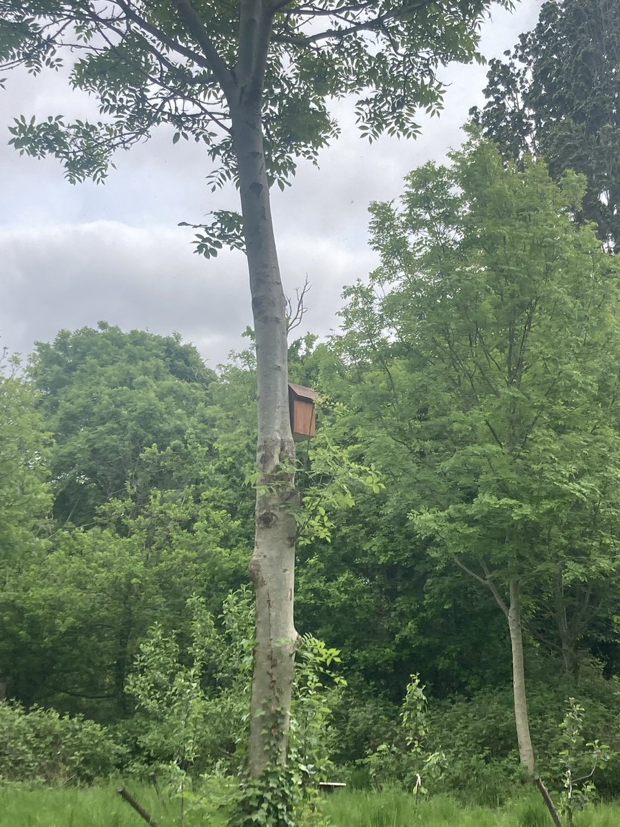 It’s #MentalHealthAwarenessWeek so we are posting a #nature picture every day. We spent ages watching our newest #birdbox with the #bluetits feeding their young with #worms. They were so fast we didn’t get a photo!#connectwithnature #pathwaystonature #compassion