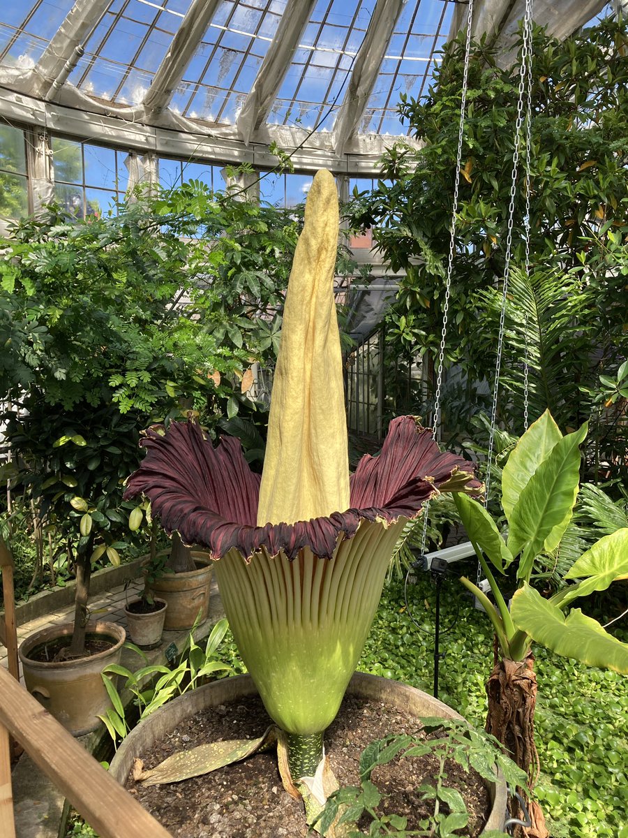 Amorphophallus titanum in the Palm House
