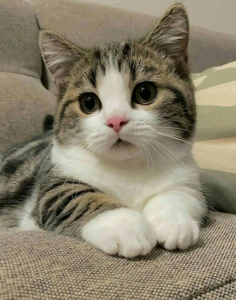 CuteKittyWorld's tweet photo. Kitty handsomeness 😍💕❤

#CatsOfTwitter #cat https://t.co/3WxDlnriuX