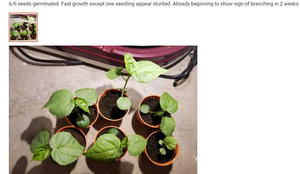 theink_kid's tweet photo. WellGrow Seeds - Hibiscus Luna Mix https://t.co/YLfQ9ARaUO)-Perennials-Flower-Seeds-Wellgrow-Seeds-i.38306297.8085929140?sp_atk=e57beec0-4473-4c5c-b968-08acc9103ead&amp;xptdk=e57beec0-4473-4c5c-b968-08acc9103ead https://t.co/MVLJQVIaZ0