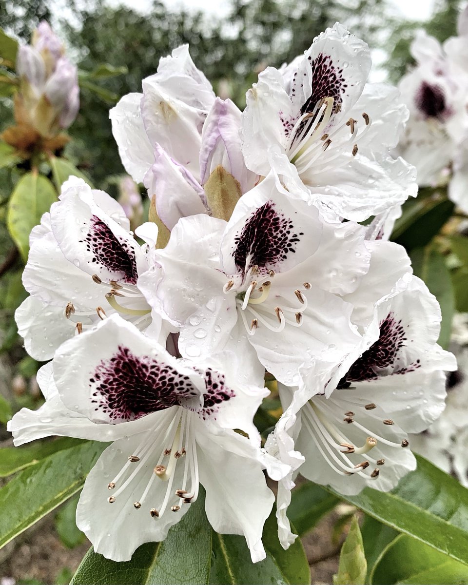 makinggardens's tweet photo. A lovely #FlowerHunting find today 😍Rhododendron Sappho 🌸 #Flowers #Gardening https://t.co/AaqGQCc5IF