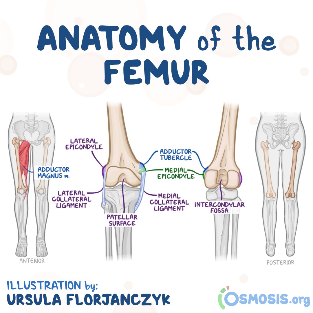 femur muscle attachments