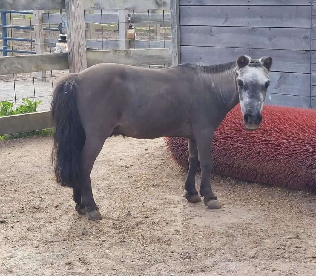 GerdasEquineRes's tweet image. 🥳 Happy 42nd Birthday to MIM. 🥰He is a pony owned by our rescue's friend, Christina. She and her daughter are the amazing equestrians who took in our STRAIGHT THUNDER (Teddy) and entered him in a retired TB makeover contest a few yrs back.