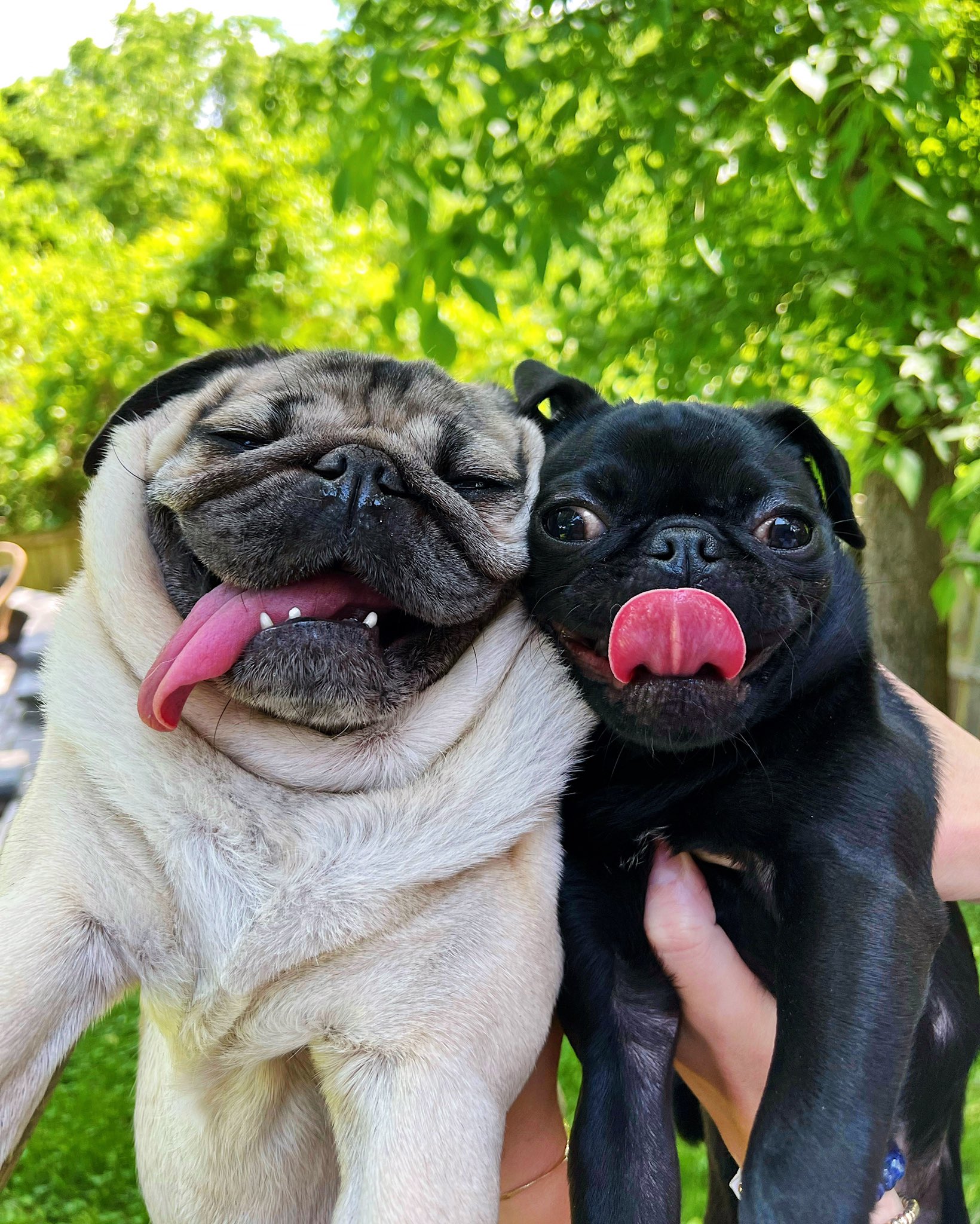 Good hotsell luck pug