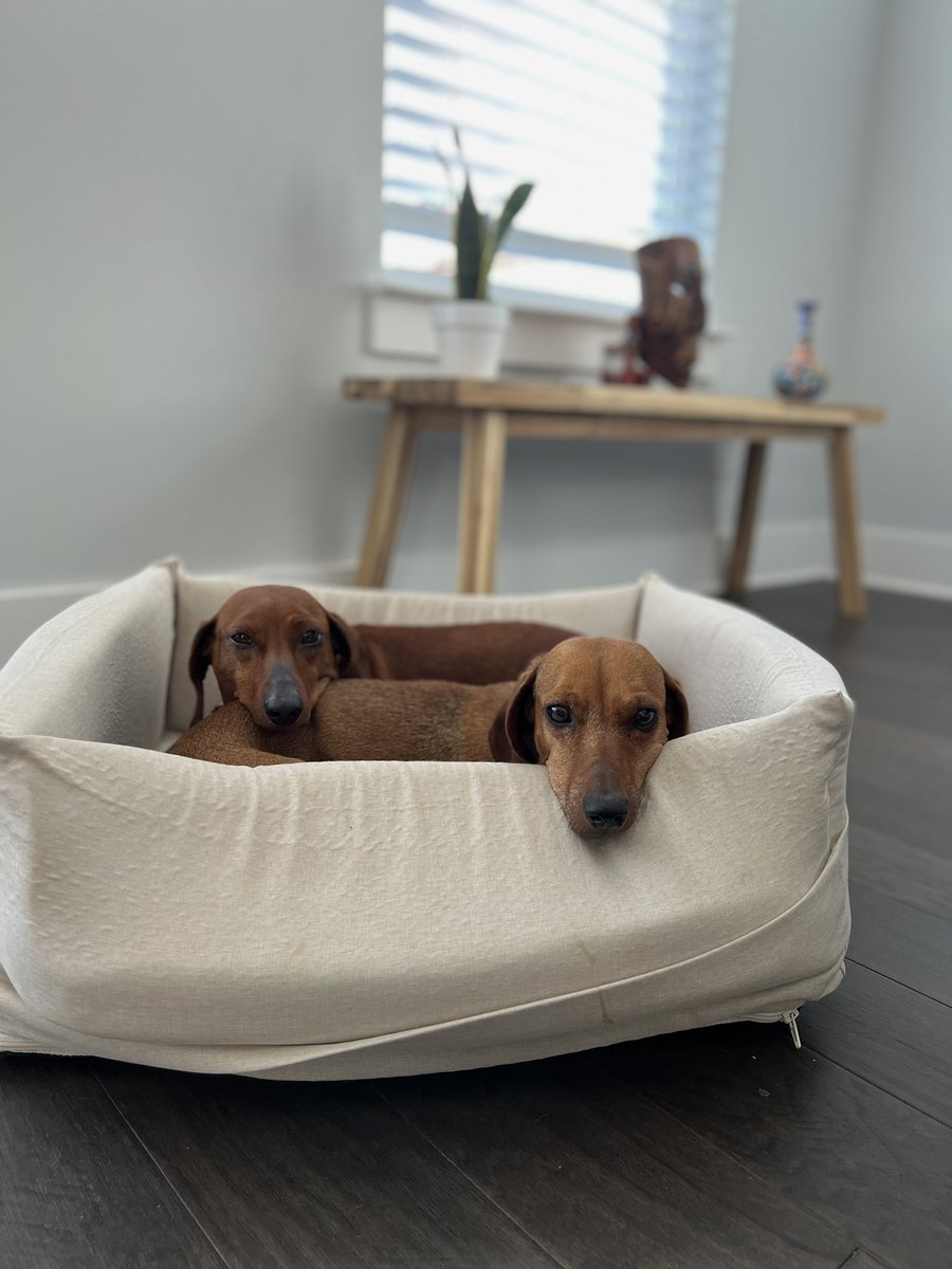 DaveCarro's tweet photo. Ramona y Lola https://t.co/6scdF0GuMI