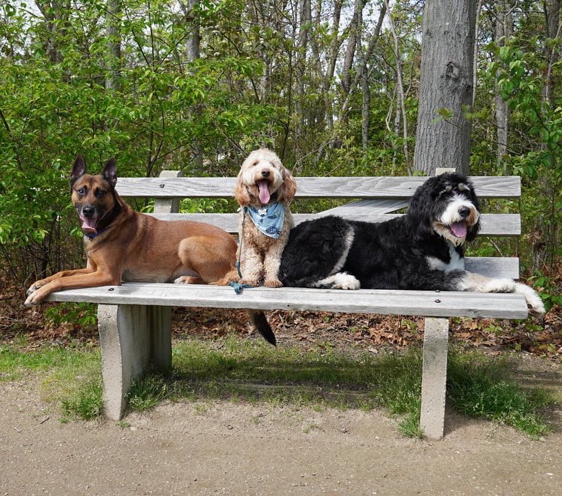 BestBehaviorDT's tweet photo. Great day out at the park to train with friends!  #dog #offleash #dogtraining #longisland #longislanddogs #doodles #Malinois #bestbehaviordogtraining https://t.co/1z7USZC6i9