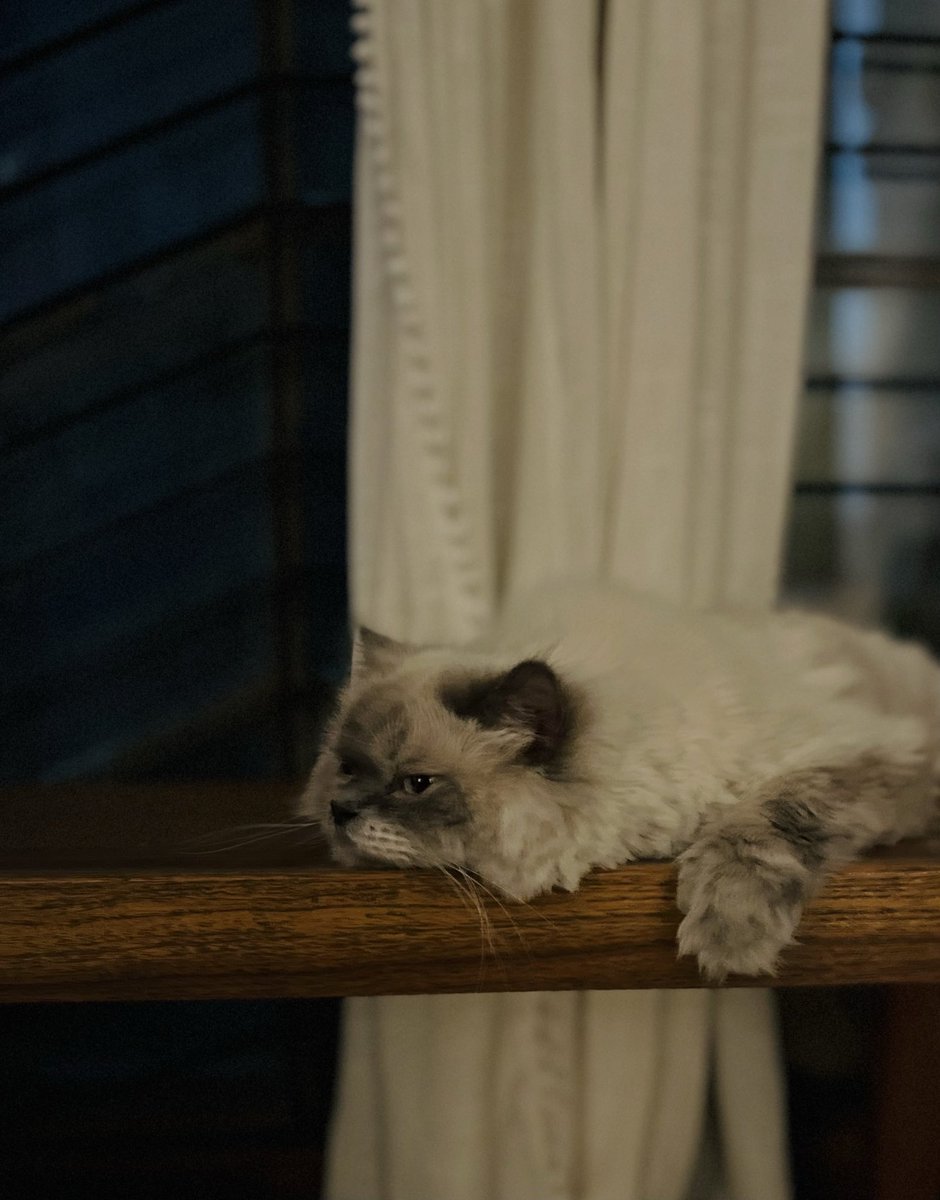 A whitish cat lying on a bench in front of a floor length grilled glass doors with soft white cotton curtains, looking away from the camera