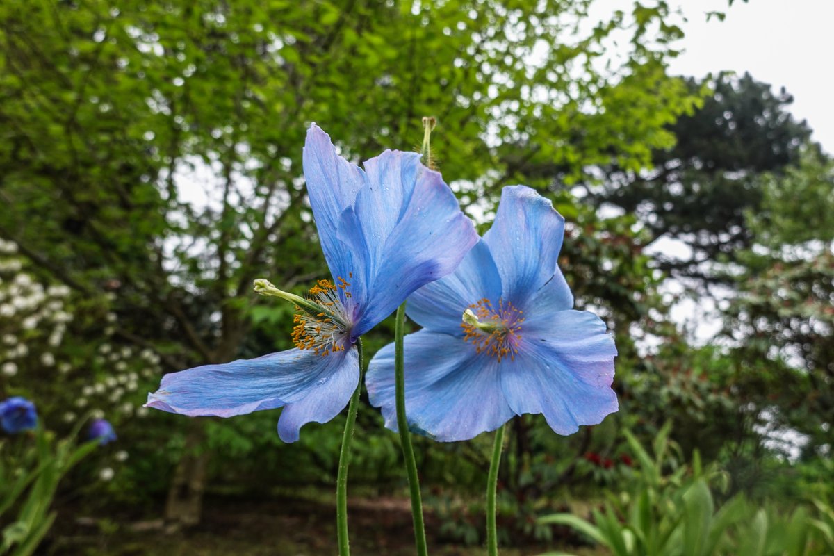 I like the #meconopsis at #rbgedinburgh a nice display every year #edinphoto