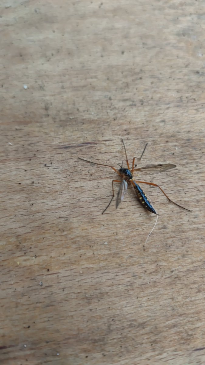 amoulsley's tweet photo. @ChrisGPackham Hi any idea what this is, just realised it back in the garden https://t.co/DrJ8cOVv0p