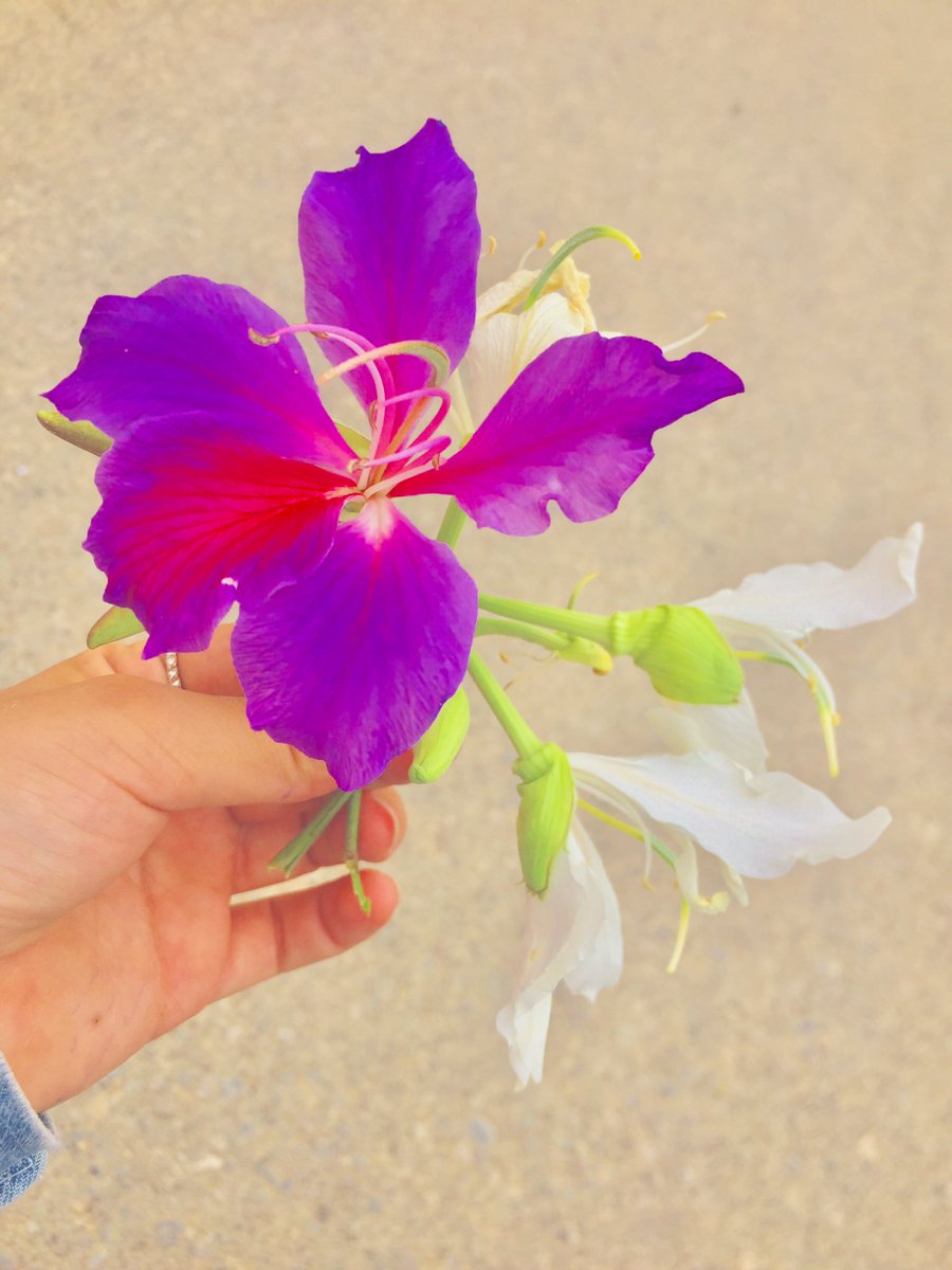 I_zaetun's tweet photo. کاتی ئەوە نەھاتووە کەوا لەزیندانیەکەت بێیتە دەرەوە ! ئەو زیندانەی کەوا لەبوونت بۆ خۆتت دروستکردووە بە ھەرشتێکی ڕابردوو خەم یان ھەستکردن بەتاوان یان نەکردنی ھەر شتێک کە ویستوەتە جارێک لە ژیانتدا  بیکەیت #نەھەنگی_مۆر https://t.co/bfon6LWjsM