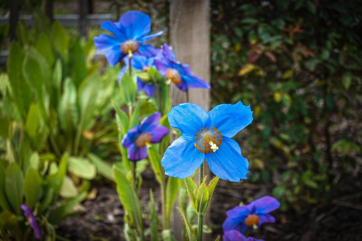 More lovely #meconopsis at #SaughtonGardens #edinphoto