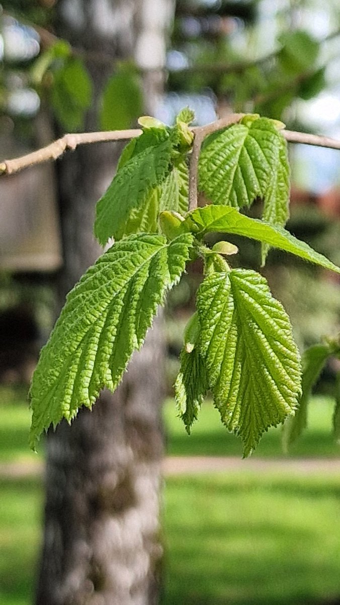 EastKzUK's tweet photo. Green love of life... #bigcityspringlife #bigcitylife #spring #loveoflife #ThePhotoHour #streetphotography #streetphoto #Green #grass #leaves #thespringleaves https://t.co/pxvoQftG2f