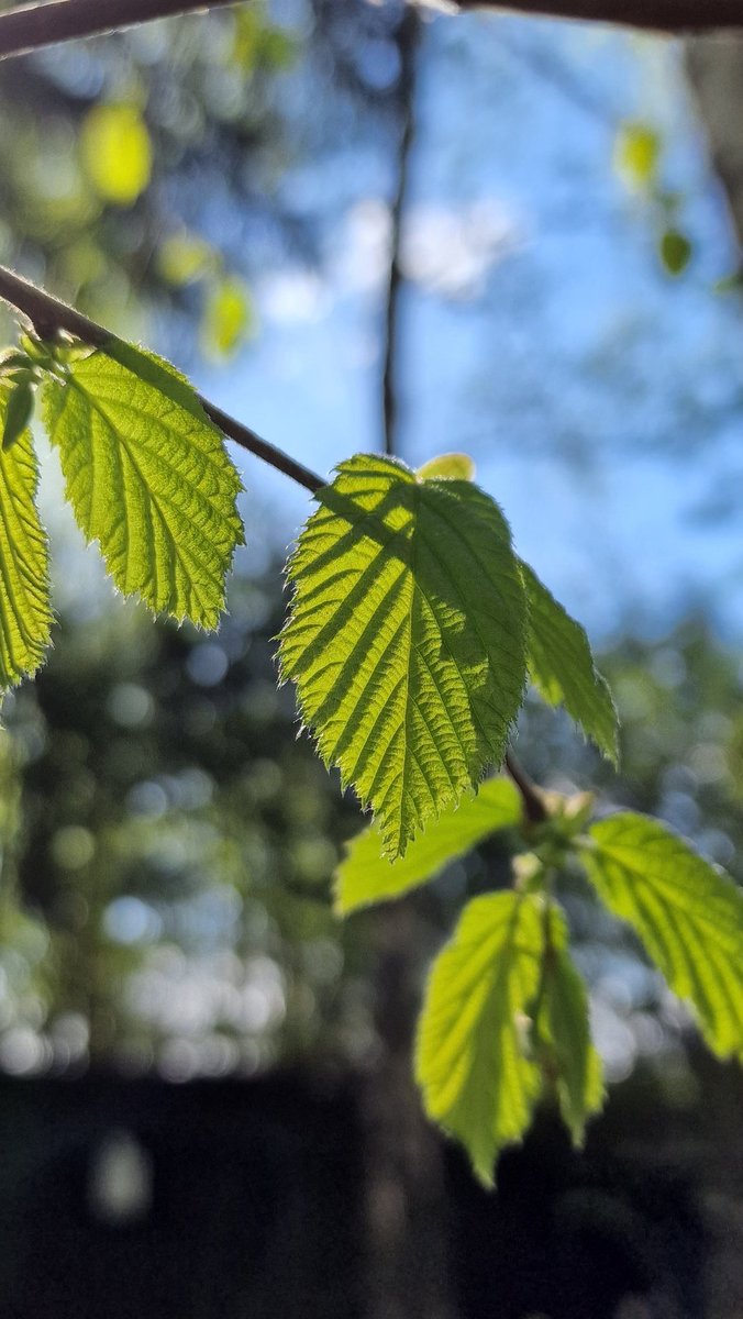 EastKzUK's tweet photo. Green love of life... #bigcityspringlife #bigcitylife #spring #loveoflife #ThePhotoHour #streetphotography #streetphoto #Green #grass #leaves #thespringleaves https://t.co/pxvoQftG2f