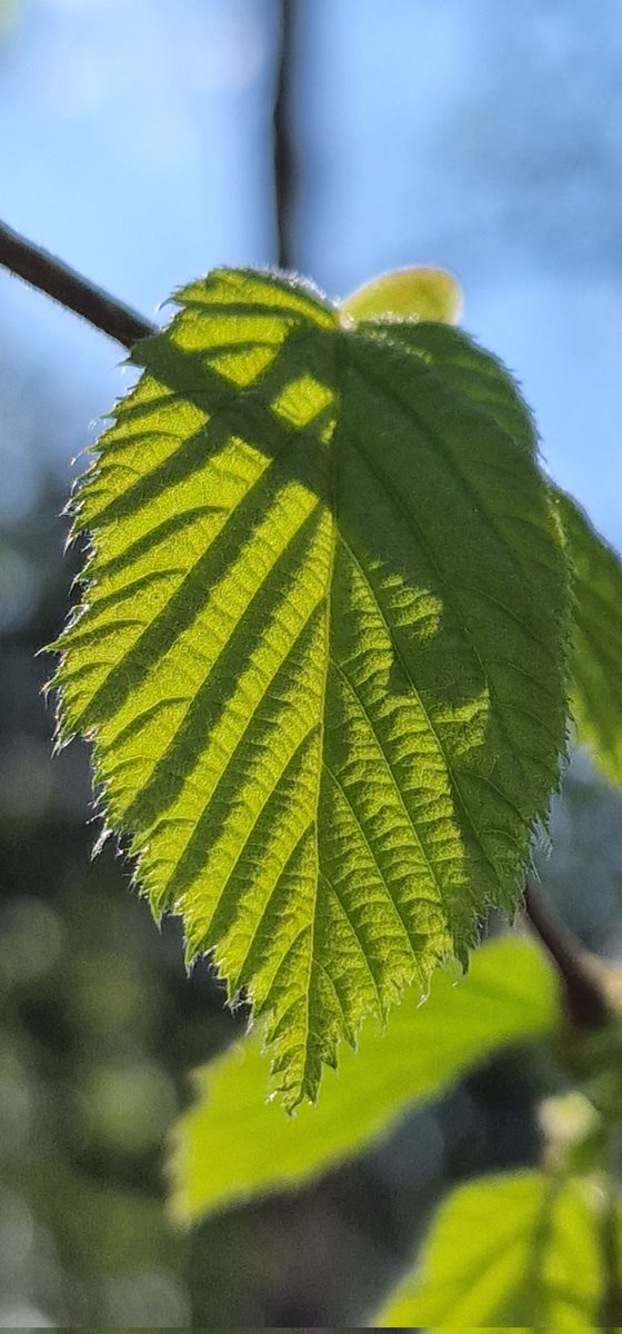 EastKzUK's tweet photo. Green love of life... #bigcityspringlife #bigcitylife #spring #loveoflife #ThePhotoHour #streetphotography #streetphoto #Green #grass #leaves #thespringleaves https://t.co/pxvoQftG2f