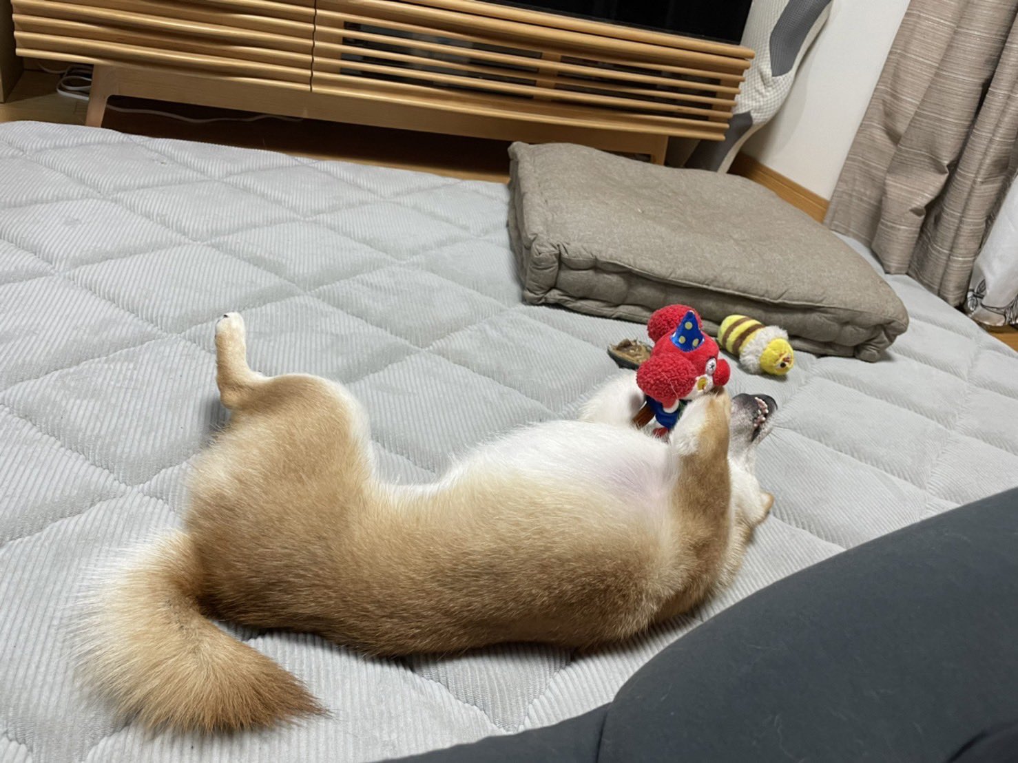 柴犬花子 Shibahana1029 Twitter