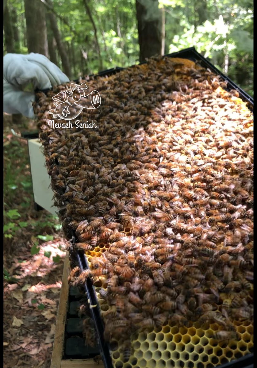 NevaehSeniah's tweet photo. #Hive inspection results in queen cell destroyed but found 2 more. Waiting for #QueenRey to emerge with her #StormTroopers #HoneyBees #SaveTheBees #CertifiedNaturallyGrown #WomenInAg #ShopGeorgiaFarms #WomanOwnedFarm #JediKnights theme on the #StarWarsFarm #WelcomeToTheDarkside https://t.co/EEDuwpEMJw