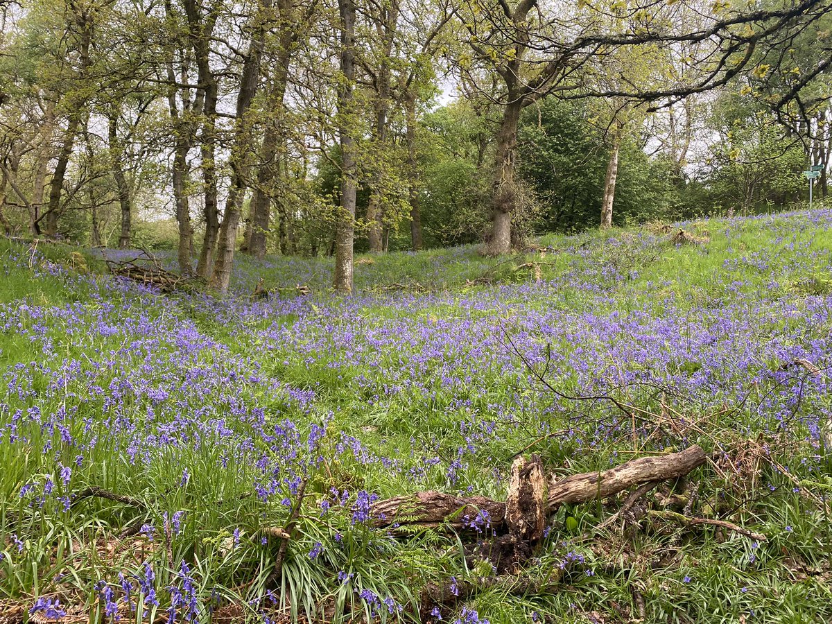 Now is the time to go to Mugdock park.