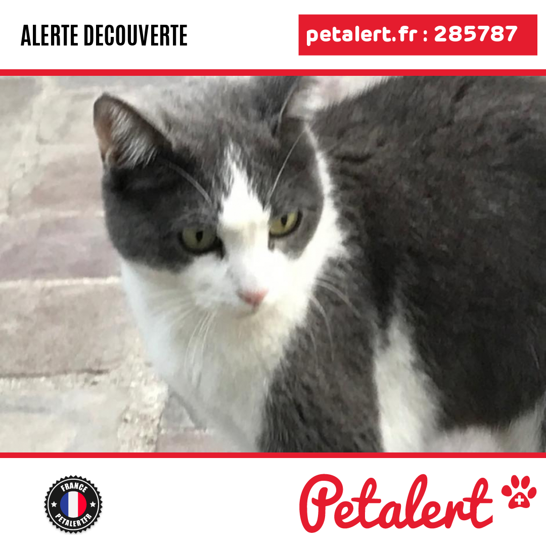 petalert_france's tweet photo. Trouvé #Chat #Paris #Paris #Petalert #PetAlert75 / https://t.co/eUsiyHVWJF https://t.co/syKlCKpfdw