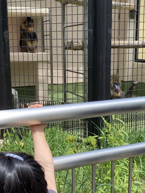 バランスボードのtwitterイラスト検索結果 バランスボードのtwitterイラスト検索結果