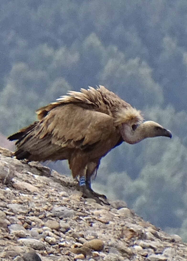 Avui els hi pogut arreplegar una bons estona. Un veig que està anellat #berguedà #voltor #buitre #gypsfulvus #ocells #ocellsdecatalunya #ocellsdavui #birds #eltempstv3 @Vakapiupiu @birdcatalunya @sales_sergi